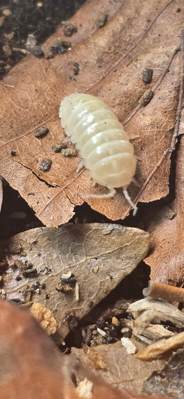 Vulgare T- Albino Isopods (Armadillidium)